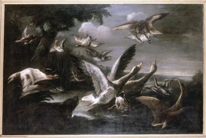 Aquila, oche selvatiche e cani da German School