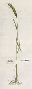 Spiga di grano, dall
