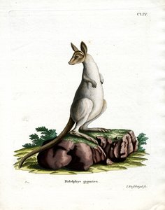 Canguro grigio orientale