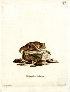 Pipistrello rosso orientale da German School