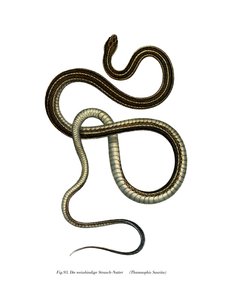 Serpente a nastro orientale da German School