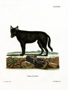 Lupo orientale da German School