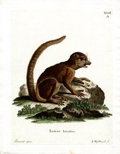 Lemure lanoso orientale