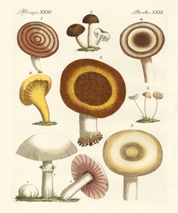 Funghi commestibili