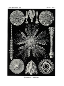 Echinoidi