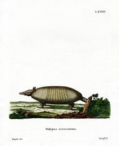 Armadillo a otto bande