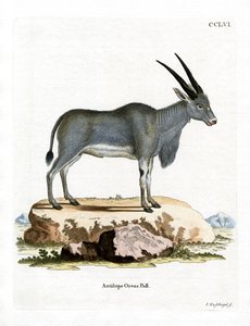 Antilope eland da German School