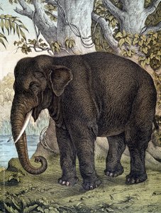 Elefante - in “Storia naturale dei mammiferi”, ed. Schreiber, Monaco