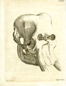 Teschio di elefante da German School