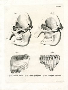 Teschi di elefante da German School