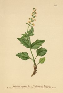 Valeriana allungata da German School