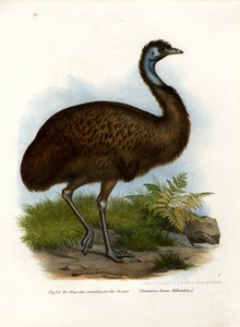 Emù, 1864