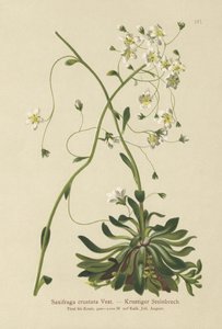 Sassifraga incrostata (Saxifraga crustata) da German School