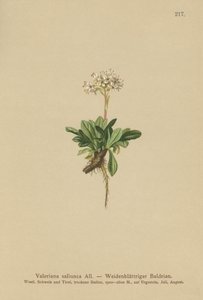 Valeriana a foglie intere
