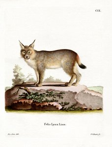 Lince Eurasiatica da German School