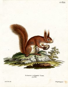 Scoiattolo Rosso Eurasiatico