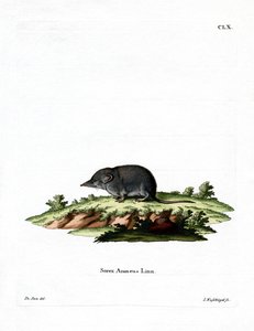 Toporagno eurasiatico da German School