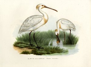 Spatola eurasiatica da German School
