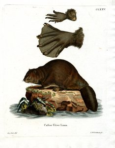 Castoro europeo