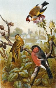 Cardellino europeo, Bulbul icterino e Ciuffolotto eurasiatico, tavola da "Brehm