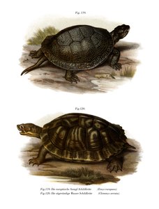 Tartaruga d
