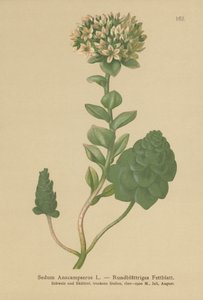 Orpine sempreverde (Sedum Anacampseros, Hylotelephium anacampseros) da German School