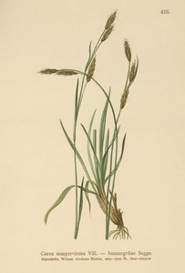 Carex sempervirens
