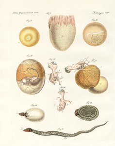 Evoluzione di galline, piccioni e serpenti dalle uova da German School