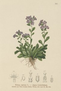 Erinus alpinus da German School