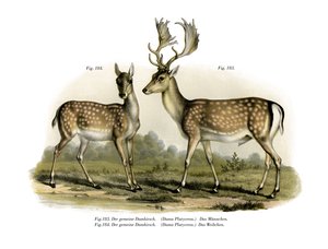 Daino, 1860
