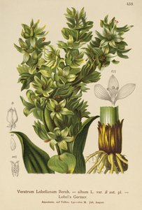 Veratrum album, Veratrum Lobelianum da German School
