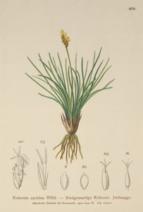 Kobresia simpliciuscula da German School