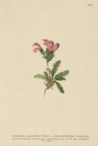 Pedicularis asplenifolia da German School