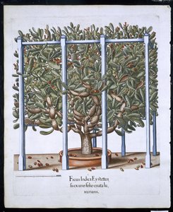 Ficus Indica Eystten da Hortus Eystettensis di Basil Besler (1561-1629) pubblicato nel 1613 da German School