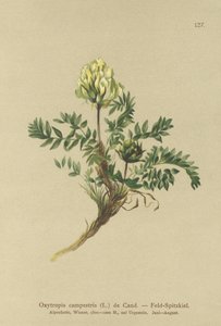 Ossitropide dei campi (Oxytropis campestris) da German School