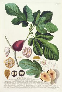 Fico, inciso da Johann Jakob Haid, tavola 73 da un libro botanico, pub. da Augustus Vind da German School