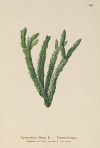 Lycopodium Selago