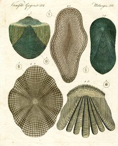 Scaglie di pesce