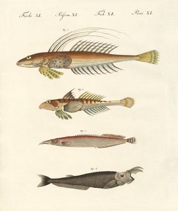 Pesce di forma strana da German School