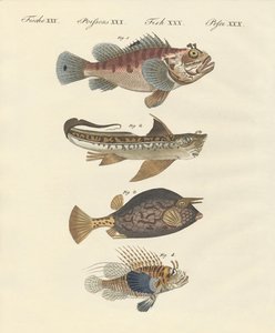 Pesce con una forma strana da German School