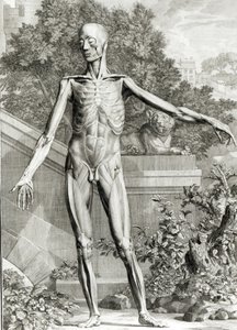Corpo scuoiato, da Tables of the Skeleton and Muscles of the Human Body di Bernard Siegfried Albinus, 1747 da German School
