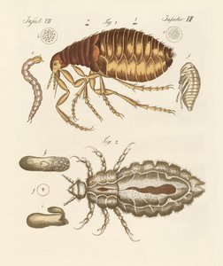 Pulci e cimici