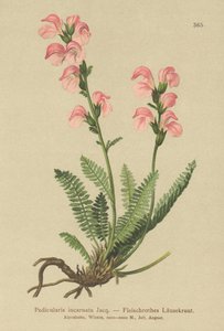 Pedicularis incarnata