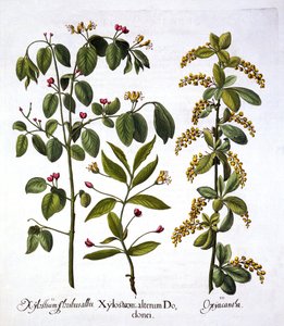 Caprifoglio volante e biancospino, da Hortus Eystettensis, di Basil Besler, pub. 1613 da German School