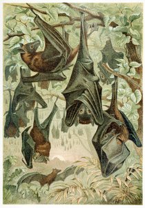 Pipistrelli volanti, da Brehms Tierleben, pub. 1860 da German School