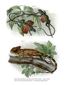 Lucertola volante
