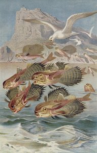 Pesce volante, tavola da Brehms Tierleben: Allgemeine Kunde des Tierreichs, vol.8, p.134, pubblicato da Bibliographisches Institut da German School