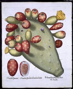 Folium Opuntia da Hortus Eystettensis di Basil Besler (1561-1629) pubblicato nel 1613 da German School