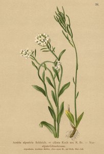 Arabetta delle Alpi (Arabis alpestris, Arabis ciliata) da German School