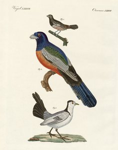 Uccelli stranieri